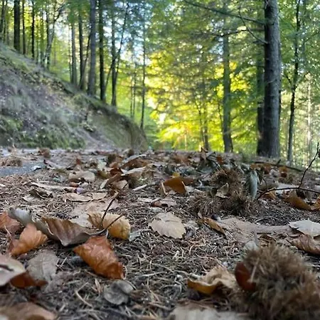 Дом отдыха Lugar Da Borralheira *